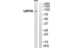 Western blot analysis of extracts from A549 cells, using USP45 antibody. (USP45 Antikörper)