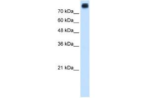 CDH3 antibody used at 1. (P-Cadherin Antikörper)