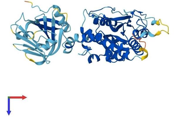 IFI44L Protein (AA 1-447) (His tag)