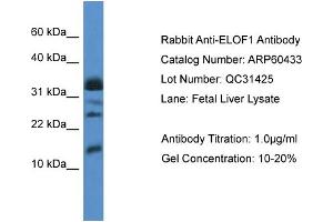 Western Blotting (WB) image for anti-Elongation Factor 1 Homolog (ELOF1) (Middle Region) antibody (ABIN786165) (ELOF1 Antikörper  (Middle Region))