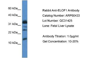 Western Blotting (WB) image for anti-Elongation Factor 1 Homolog (ELOF1) (Middle Region) antibody (ABIN2788446) (ELOF1 Antikörper  (Middle Region))