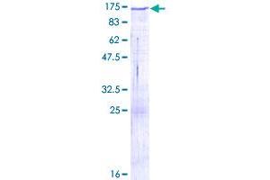 Image no. 1 for Protocadherin 8 (PCDH8) (AA 1-1070) protein (GST tag) (ABIN1314160) (Protocadherin 8 Protein (PCDH8) (AA 1-1070) (GST tag))