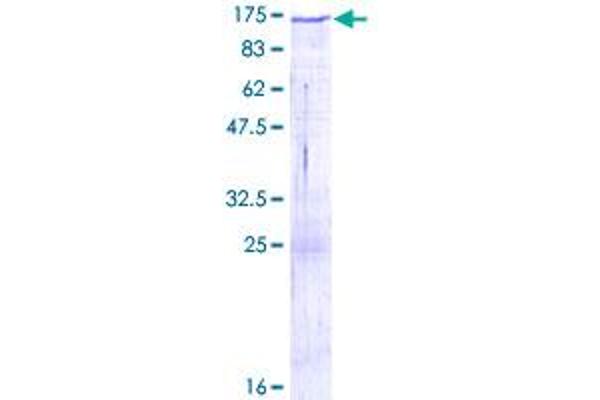 Protocadherin 8 Protein (PCDH8) (AA 1-1070) (GST tag)