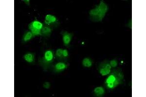 Immunofluorescence (IF) image for anti-Protein Phosphatase Methylesterase 1 (PPME1) antibody (ABIN1500297) (PPME1 Antikörper)
