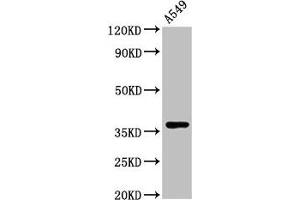 Western Blot Positive WB detected in: A549 whole cell lysate All lanes: ZNF488 antibody at 3. (ZNF488 Antikörper  (AA 1-200))