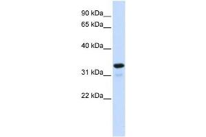 NFKBIA antibody (70R-10522) used at 0. (NFKBIA Antikörper  (Middle Region))
