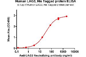 ELISA plate pre-coated by 1 μg/mL (100 μL/well) Human LAG3 , His tagged protein (ABIN6964105) can bind Anti-LAG3 Neutralizing antibody in a linear range of 16-80 ng/mL.
