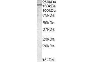 Western Blotting (WB) image for Podocalyxin-Like (PODXL) peptide (ABIN368903) (Podocalyxin-Like (PODXL) Peptid)