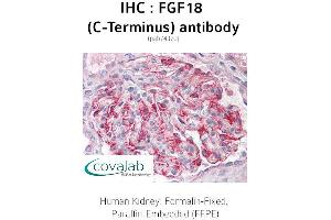 Image no. 1 for anti-Fibroblast Growth Factor 18 (FGF18) antibody (ABIN1734339) (FGF18 Antikörper)