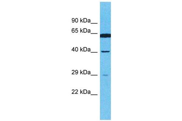 OR4E2 anticorps  (C-Term)