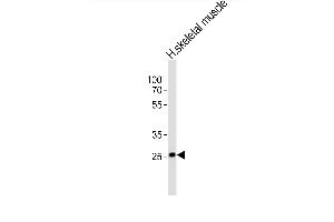 Western blot analysis of lysate from human skeletal muscle tissue lysate, using OLIG3 Antibody (Center) (ABIN6242510 and ABIN6577732). (OLIG3 Antikörper  (AA 161-196))