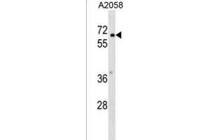 PYRD2 Antibody (N-term) (ABIN1539424 and ABIN2849673) western blot analysis in  cell line lysates (35 μg/lane). (PYROXD2 Antikörper  (N-Term))