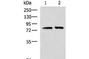 Western blot analysis of 293T cell lysates using PADI4 Polyclonal Antibody at dilution of 1:400