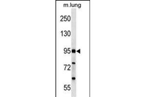 FCHO2 Antibody (Center) (ABIN1537842 and ABIN2849533) western blot analysis in mouse lung tissue lysates (35 μg/lane). (FCHO2 Antikörper  (AA 137-165))