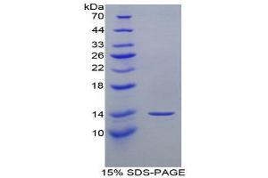 SDS-PAGE (SDS) image for Microfibrillar Associated Protein 5 (MFAP5) (AA 25-152) protein (His tag) (ABIN2125864) (MFAP5 Protein (AA 25-152) (His tag))