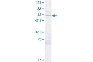 COX11 Protein (AA 1-276) (GST tag)