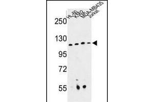 Western blot analysis of RPGRIP1 Antibody (Center) (ABIN652816 and ABIN2842532) in HL-60, K562, MDA-M, Jurkat cell line lysates (35 μg/lane). (RPGRIP1 Antikörper  (AA 530-557))