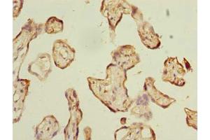 Immunohistochemistry of paraffin-embedded human placenta tissue using ABIN7142924 at dilution of 1:100