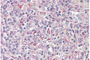 Anti-TRIB1 antibody IHC staining of human spleen. (TRIB1 Antikörper  (AA 353-366))