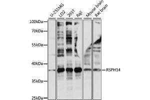 Western blot analysis of extracts of various cell lines, using RSPH14 antibody (ABIN7269961) at 1:1000 dilution. (RTDR1 Antikörper  (AA 1-348))