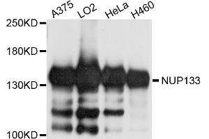 Western blot analysis of extracts of various cell lines, using NUP133 antibody.