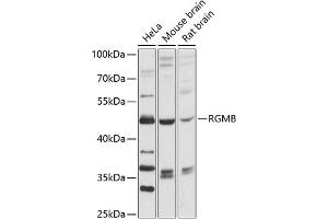 Western blot analysis of extracts of various cell lines, using RGMB antibody (ABIN6128629, ABIN6146908, ABIN6146909 and ABIN6216641) at 1:3000 dilution. (RGMB Antikörper  (AA 210-453))