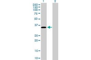 Western Blot analysis of PROCR expression in transfected 293T cell line by PROCR MaxPab polyclonal antibody. (PROCR Antikörper  (AA 1-238))