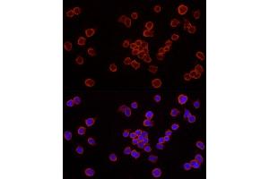Immunofluorescence (IF) image for anti-Caspase 7, Apoptosis-Related Cysteine Peptidase (CASP7) (AA 24-303) antibody (ABIN3022072)