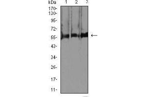 Western blot analysis using RBFOX3 mouse mAb against C2C12 (1), RAW264. (NeuN Antikörper  (AA 1-140))