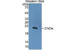 Detection of Recombinant IL1a, Human using Polyclonal Antibody to Interleukin 1 Alpha (IL1a) (IL1A Antikörper  (AA 113-271))
