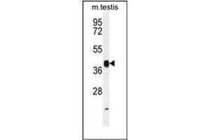 Western blot analysis of INHBB Antibody (C-term) in mouse testis tissue lysates (35ug/lane).