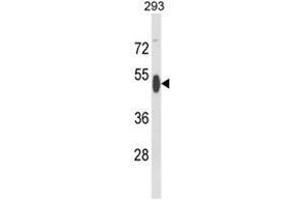 Western blot analysis of RBBP7 Antibody (N-term) in 293 cell line lysates (35ug/lane).