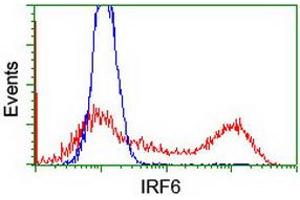 HEK293T cells transfected with either RC201579 overexpress plasmid (Red) or empty vector control plasmid (Blue) were immunostained by anti-IRF6 antibody (ABIN2454917), and then analyzed by flow cytometry. (IRF6 Antikörper)