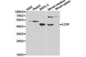 Western Blotting (WB) image for anti-Interleukin 23 Receptor (IL23R) antibody (ABIN1873208) (IL23R Antikörper)