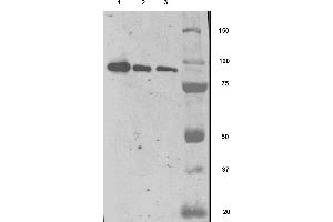 Western Blotting (WB) image for anti-Folate Hydrolase (Prostate-Specific Membrane Antigen) 1 (FOLH1) (AA 44-750) antibody (ABIN1302364)
