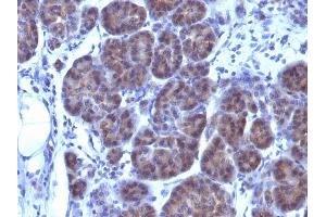 Formalin-fixed, paraffin-embedded human Pancreas stained with GLG1 Monoclonal Antibody (GLG1/970). (GLG1 Antikörper)