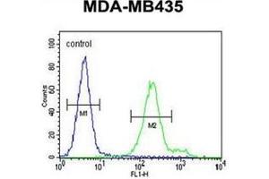 Flow cytometric analysis of MDA-MB435 cells using OR6V1 Antibody (C-term) Cat. (OR6V1 Antikörper  (C-Term))