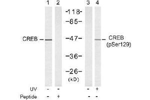 Image no. 2 for anti-cAMP Responsive Element Binding Protein 1 (CREB1) (pSer129) antibody (ABIN197038) (CREB1 Antikörper  (pSer129))