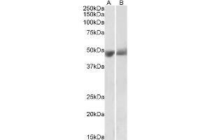 Western Blotting (WB) image for anti-serpin Peptidase Inhibitor, Clade F (Alpha-2 Antiplasmin, Pigment Epithelium Derived Factor), Member 1 (SERPINF1) (Internal Region) antibody (ABIN2613477)