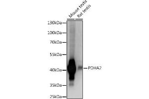 Western blot analysis of extracts of various cell lines, using PDH Rabbit pAb (ABIN7269771) at 1:1000 dilution. (PDHA2 Antikörper  (C-Term))