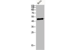 Western blot analysis of hela Cell Lysate, antibody was diluted at 1:1000. (IRF3 Antikörper  (AA 1268-1341))