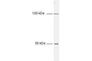 All incubations except color development were performed using TBS supplemented with 0. (Nuclear Factor kappa B p50 (NFkB p50) (N-Term) Antikörper)