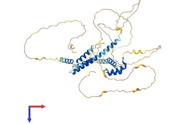 MEIS2 Protein (AA 1-477) (His tag)