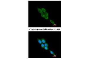 Immunofluorescence (IF) image for anti-Calpain 1 (CAPN1) antibody (ABIN2855363)