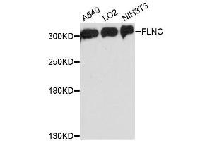 Western blot analysis of extracts of various cell lines, using FLNC antibody. (FLNC Antikörper  (AA 2160-2340))