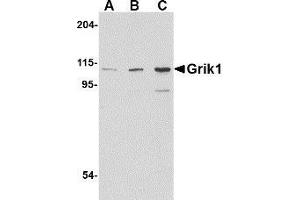Western blot analysis of Grik1 in P815 cell lysate with AP30380PU-N Grik1 antibody at (A) 0. (GRIK1 Antikörper  (C-Term))