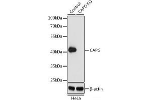 Western blot analysis of extracts from normal (control) and CAPG knockout (KO) HeLa cells using CAPG Polyclonal Antibody at dilution of 1:1000. (CAPG Antikörper)