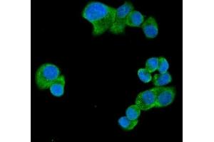 IF analysis of UBAP2L using anti-UBAP2L antibody (ABIN7601038). (UBAP2L Antikörper  (AA 271-439))