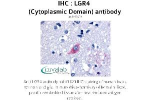 Image no. 1 for anti-Leucine-Rich Repeat Containing G Protein-Coupled Receptor 4 (LGR4) (2nd Cytoplasmic Domain) antibody (ABIN1736432)