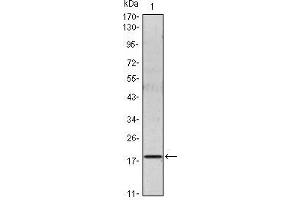 Western Blot showing IL6 antibody used against IL6 recombinant protein. (IL-6 Antikörper)